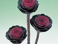 Декоративная капуста (Crane F1)