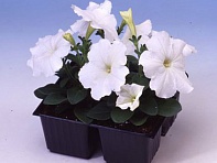 Петуния многоцветковая (Lambada F1)