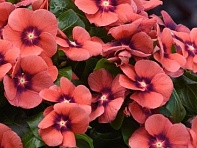 Катарантус розовый (Tattoo)