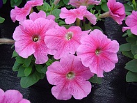 Петуния многоцветковая (Lambada F1)