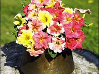 Петуния крупноцветковая гофрированная (Dolce F1)