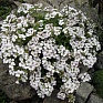 Гипсофила ясколковидная (Gypsophila cerastioides)