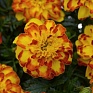 Бархатцы отклоненные (Tagetes patula)