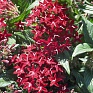 Пентас ланцетовидный (Pentas lanceolata)