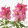 Львиный зев (Антирринум) большой (Antirrhinum majus)