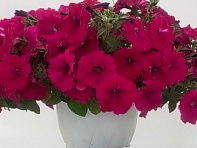 Петуния крупноцветковая гофрированная (Can Can F1)