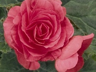 Бегония клубневая махровая многоцветковая (New Star F1)