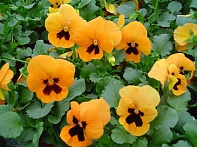 Виола Виттрока