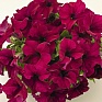 Петуния крупноцветковая (Petunia grandiflora)