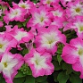 Петуния крупноцветковая (Petunia grandiflora)