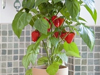 Перец летний (Fresh Bites)