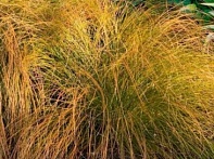 Осока кирпичная