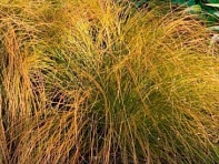 Осока кирпичная (Prairie Fire)