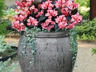 Бегония гибридная (бронзовая листва) (Big F1)