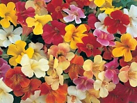 Губастик гибридный (Magic F1)