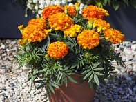 Бархатцы триплоидные (Endurance F1)