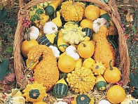 Тыква деоративная (Small-Fruited)