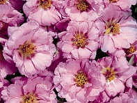 Портулак крупноцветковый (Sundial F1) Портулак крупноцветковый (Sundial F1)