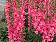 Львиный зев (Антирринум) большой (Maryland F1)