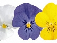 Виола рогатая (Admire F1) Виола рогатая (Admire F1)