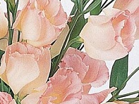 Лизиантус (Эустома) крупноцветковый (Laguna F1)