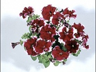 Петуния многоцветковая бахромчатая (Kaliffo F1)