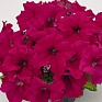 Петуния крупноцветковая (Petunia grandiflora)