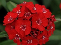 Гвоздика турецкая (Sweet F1)