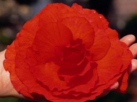 Бегония клубневая махровая