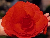 Бегония клубневая махровая (Memory F1)