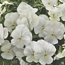 Виола Виттрока ампельная (Viola wittrockiana)