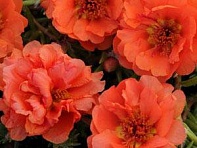 Портулак крупноцветковый (Happy Trails)