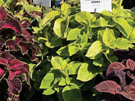 Колеус Блюме (Mezmerize)