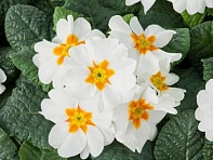 Примула бесстебельная (Optic F1)