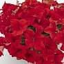 Петуния крупноцветковая (Petunia grandiflora)