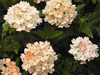 Вербена гибридная (Tuscany F1)