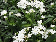 Левизия (Elise)