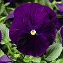 Виола Виттрока (Viola wittrockiana)