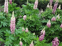 Люпин многолистный (Lupini)