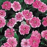 Гвоздика китайская х турецкая (Dianthus chinensis x barbatus)