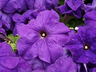Петуния крупноцветковая (генетически компактная) (Limbo GP F1)