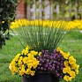 Виола виттрока ампельная (Viola wittrockiana)
