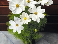 Космея дваждыперистая (Casanova)