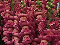 Львиный зев (Антирринум) большой (Opus F1)