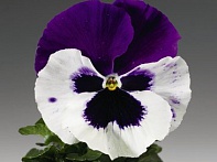 Виола Виттрока