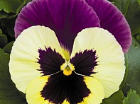 Виола Виттрока