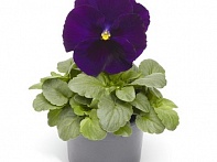 Виола Виттрока