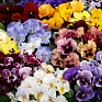 Виола гибридная (Viola wittrockiana x cornuta)