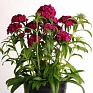 Гвоздика турецкая (Dianthus barbatus)
