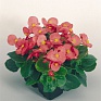 Бегония вечноцветущая (зеленая листва) (Begonia semperflorens)